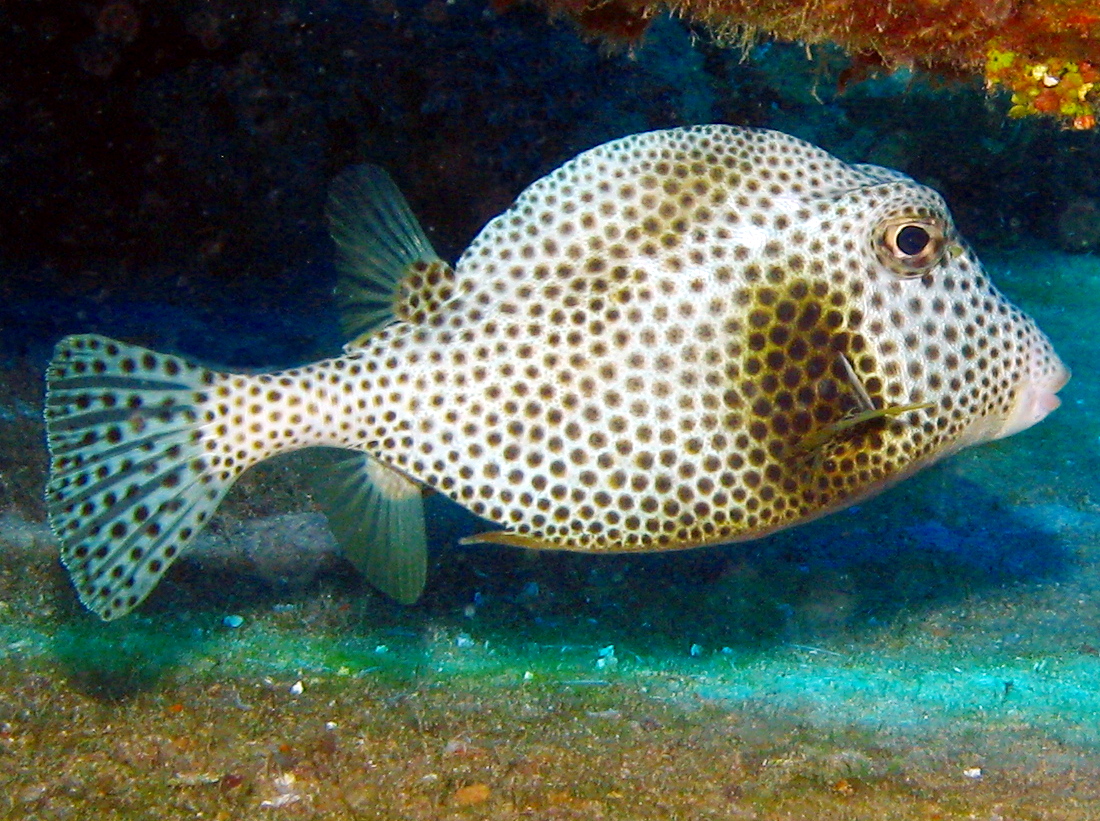 Spotted Trunkfish